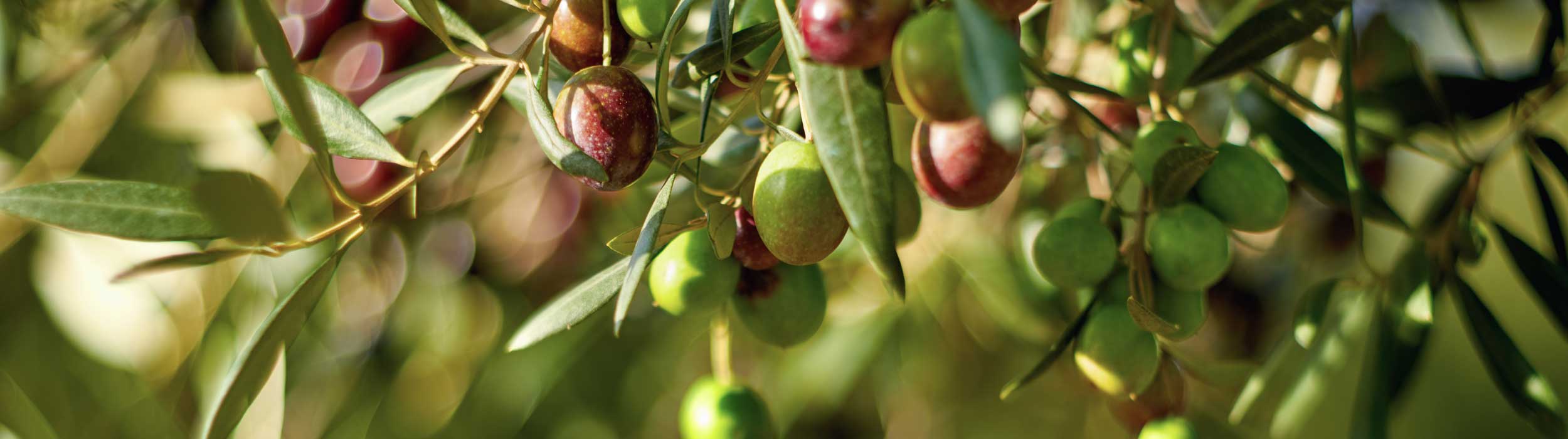 Olive fruit on branches in orchard