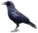 Blackbird singing in the dead of niiiiiight!