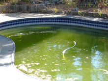 Neglected, algae-infested pool. 