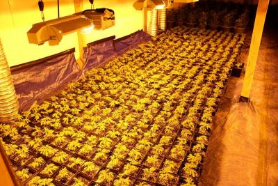 Marijuana grow HC