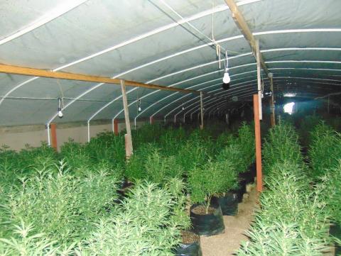 marijuana grow